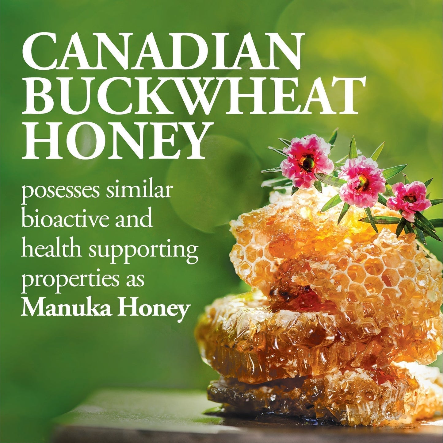 DUTCHMAN'S GOLD Buckwheat Honey